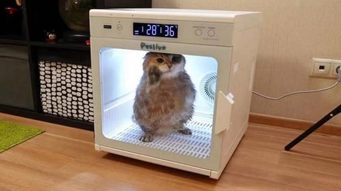 小猫咪洗澡后，被主人放进宠物烘干箱，猫咪的反应让人哭笑不得