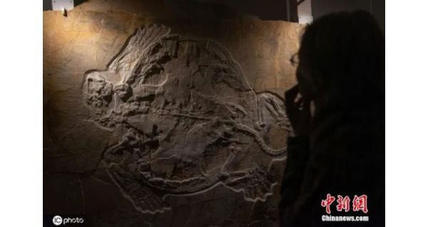 当地时间2020年2月18日，德国巴伐利亚，自然历史博物馆展出世界最大侏罗纪时期保存完整的海龟化石，名为Mobbl，是研究人员于2018年10月在德国瓦滕多尔夫进行科学挖掘时发现的。