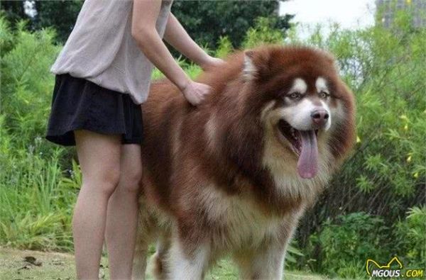 狗狗界的5大巨型犬，最后一种站起来比姚明还高！