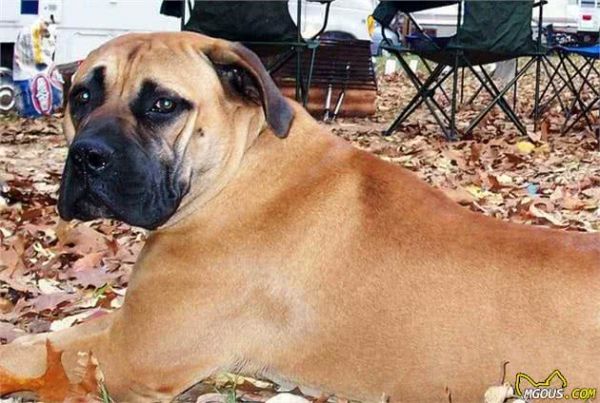 狗狗界的5大巨型犬，最后一种站起来比姚明还高！