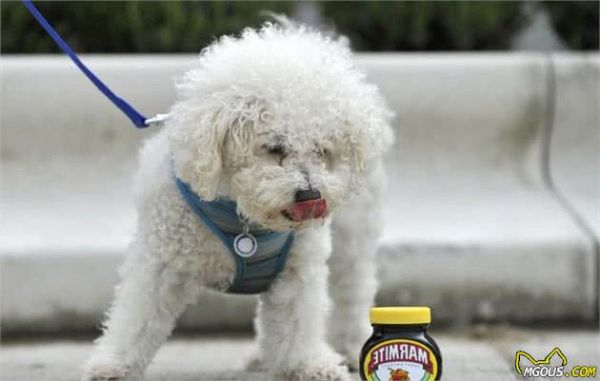 狗狗界的5大巨型犬，最后一种站起来比姚明还高！