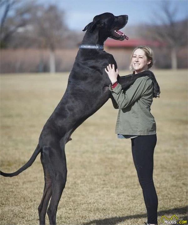 世界9大巨型犬，内心是温顺的大狗，没有想象中凶猛