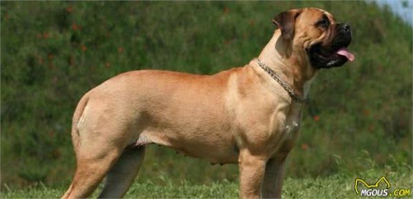 世界9大巨型犬，内心是温顺的大狗，没有想象中凶猛