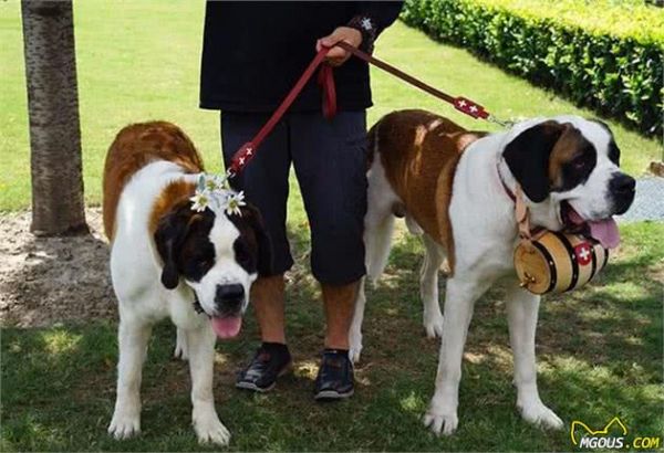 世界9大巨型犬，内心是温顺的大狗，没有想象中凶猛