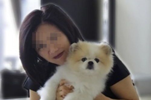 大型长毛犬种盘点,巨型宠物狗推荐!