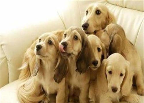 大型长毛犬种盘点,巨型宠物狗推荐!