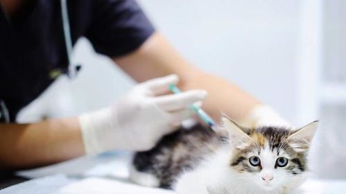猫咪体检驱虫打疫苗多少钱？价格透明吗？
