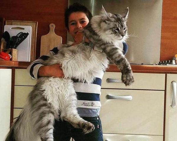 体型最大的猫咪，老虎都不一定打得过它