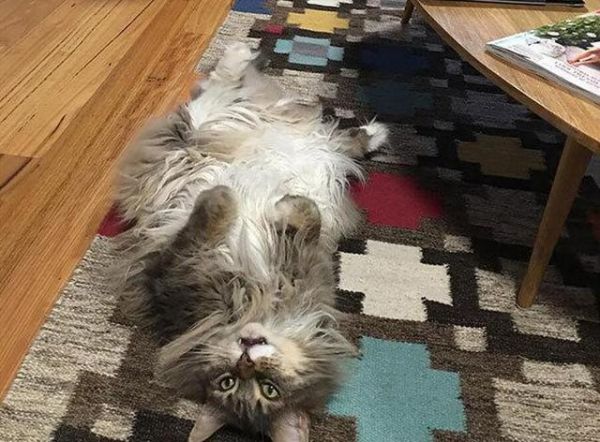 体型最大的猫咪，老虎都不一定打得过它