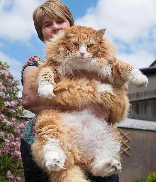 体型最大的猫咪，老虎都不一定打得过它