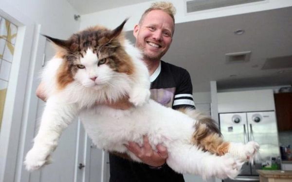 世界上体型最大的宠物猫，外表霸气，号称“迷你小狮子”