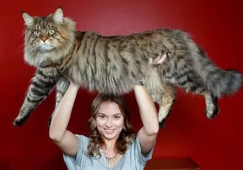 世界上体型最大的宠物猫，外表霸气，号称“迷你小狮子”