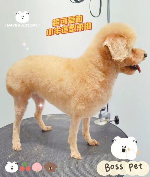 dnf宠物金毛球外观展示 萌系造型一览