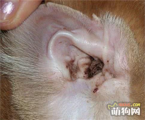 狗狗皮肤病有哪些？怎么预防皮肤病？得了皮肤病怎么办？