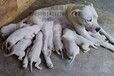 贵阳杜高犬价格杜高幼犬多少钱一只