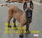 纯种血统马犬幼犬多少钱一只？