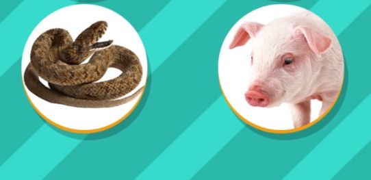 pet trabslator官方版