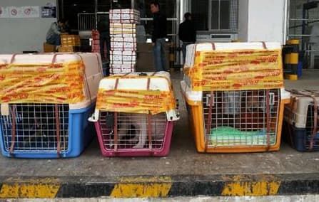 宠物狗托运流程介绍_带着狗狗去旅行之狗狗乘机指南_惠州上海国际宠物托运价格