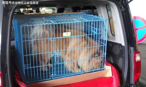 惠州宠物托运，安全速达，爱宠无忧！