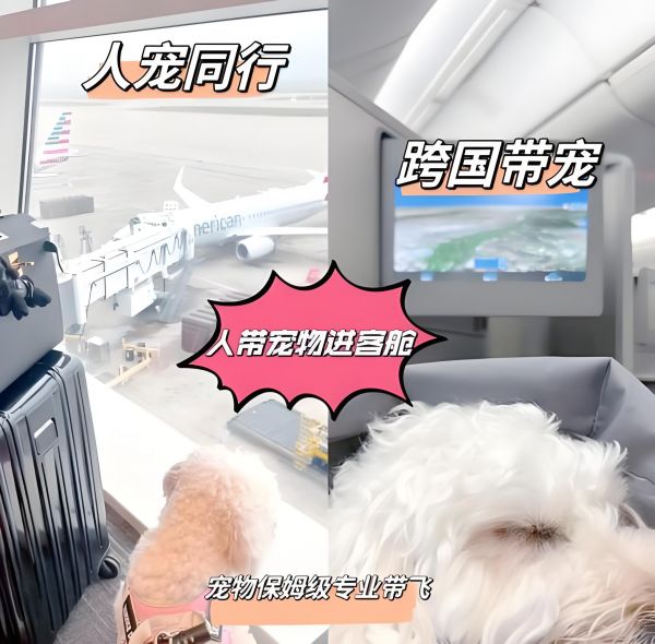 惠州正规托运-狗托运
