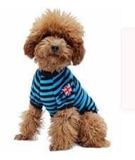 宠物托运服务公司_托运宠物服务公司有哪些_托运宠物服务公司电话