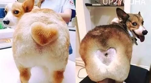 看看别人家宠物美容后，土狗变网红，心疼自家毛孩子三秒钟