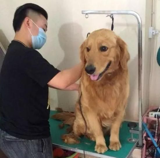 看看别人家宠物美容后，土狗变网红，心疼自家毛孩子三秒钟