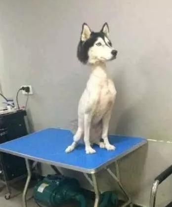 看看别人家宠物美容后，土狗变网红，心疼自家毛孩子三秒钟