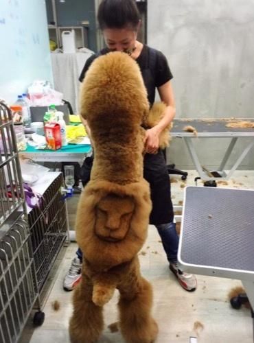 看看别人家宠物美容后，土狗变网红，心疼自家毛孩子三秒钟