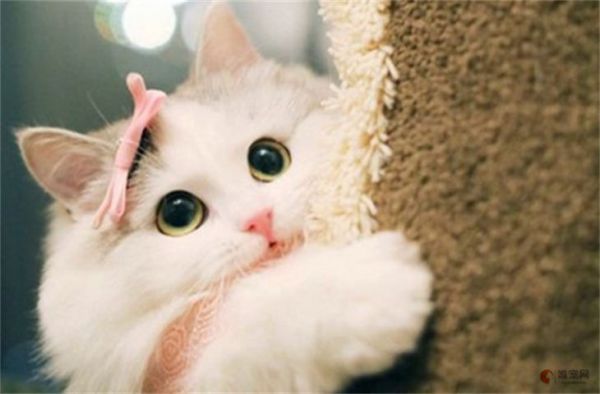 可爱的猫咪名字大全 好听顺口的有哪些