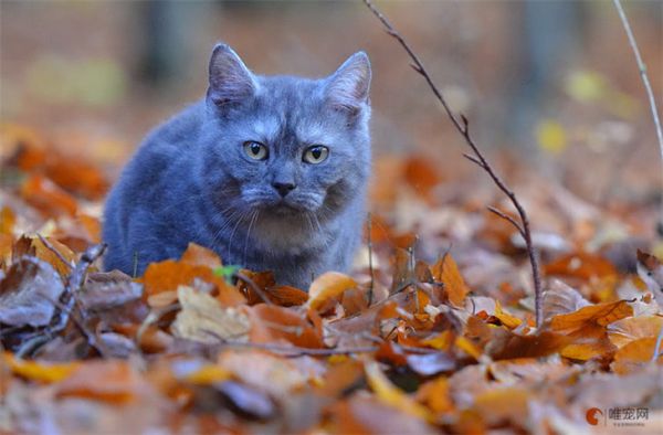 三个字的猫咪名字大全 好听洋气的有哪些