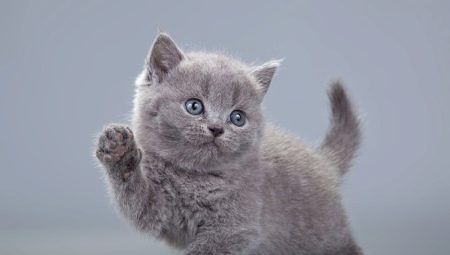 如何命名一只灰色小猫：猫和猫的名字列表