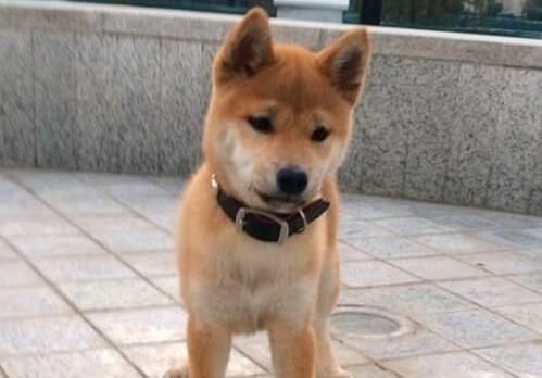 昆明最便宜的狗是多少钱？购买宠物狗需要注意哪些事项？