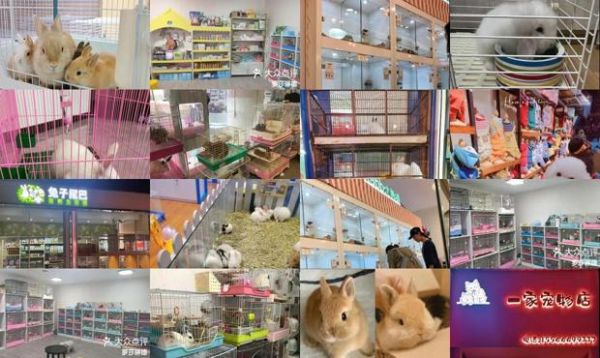 厦门兔子宠物店
