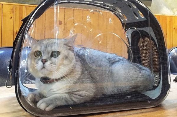 有猫包可以上汽车吗 怎么把猫咪带回家