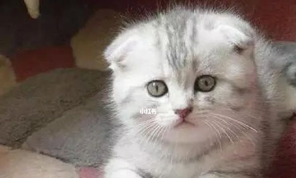 小猫不叫的秘诀（从宠物）