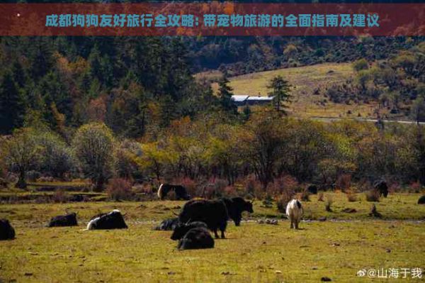 成都狗狗友好旅行全攻略: 带宠物旅游的全面指南及建议