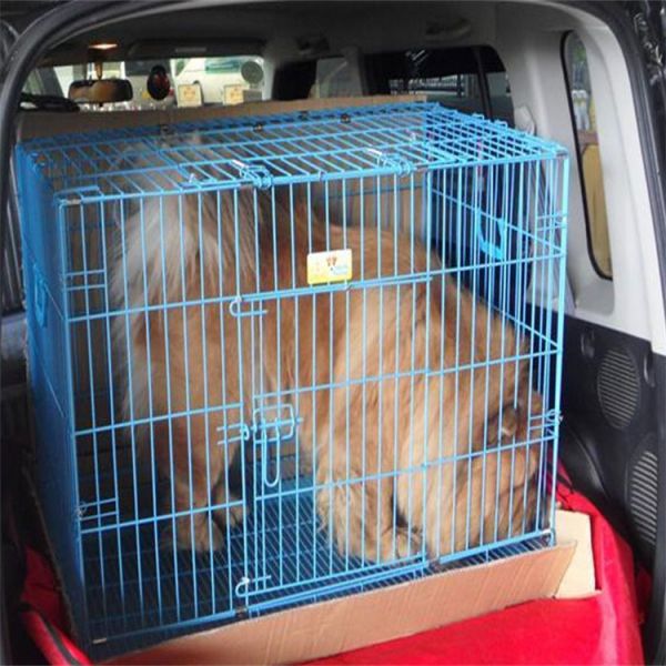 托运）大理猫咪托运托运公司