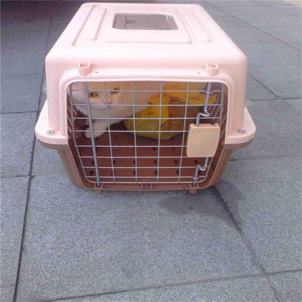 大理 猫咪托运 托运公司