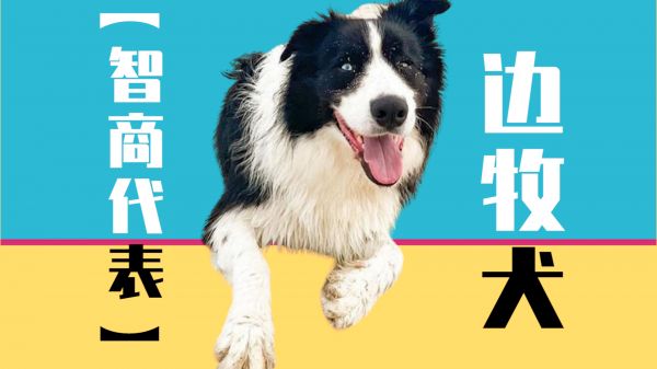 “智商代表”边牧犬,你了解多少?
