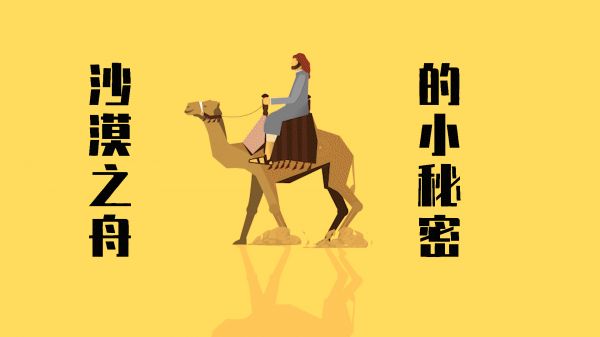 关于骆驼的小秘密，你知道多少？