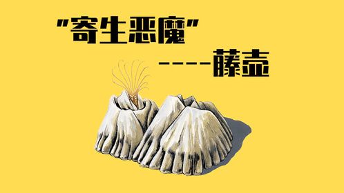 “寄生恶魔”藤壶有多可怕？