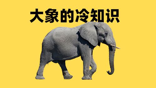 你不知道的大象那些冷知识