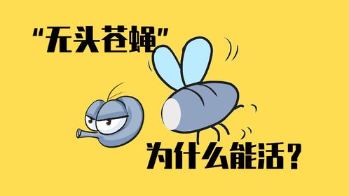 “无头苍蝇”：苍蝇为何没头也能活？
