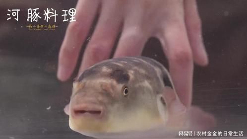 河豚：忍一时风平浪静，退一步越想越气