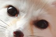 养狐狸需要办理哪些手续