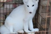 狐狸能饲养吗？新手必看