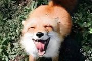 公狐狸和母狐狸哪个好养