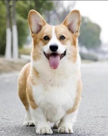 柯基犬.jpg