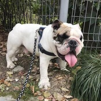 英国斗牛犬.jpg